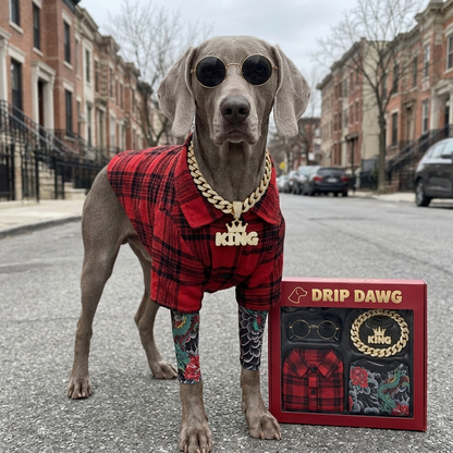Dog in the DRIP DAWG kit next to the red gift box